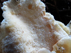 Climacodon dubitativus