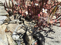 Epilobium melanocaulon