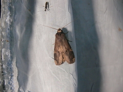 Nystalea ebalea