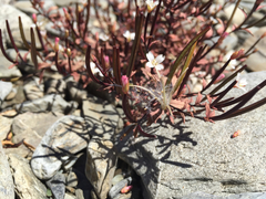 Epilobium melanocaulon