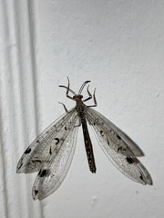 Dendroleon speciosus