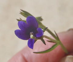 Monopsis simplex