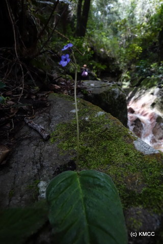 Streptocarpus itremensis