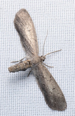 Glaucina erroraria
