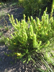 Aspalathus asparagoides asparagoides