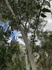 Eucalyptus racemosa
