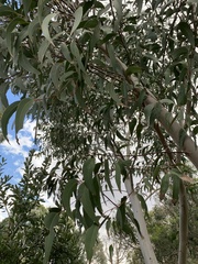Eucalyptus racemosa