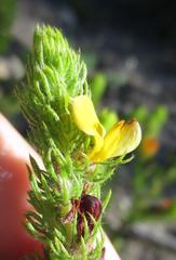 Aspalathus asparagoides asparagoides
