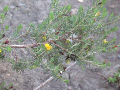Aspalathus asparagoides asparagoides