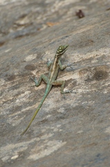 Anolis lucius