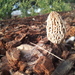 Woodchip Morel - Photo (c) joewan, some rights reserved (CC BY-NC)