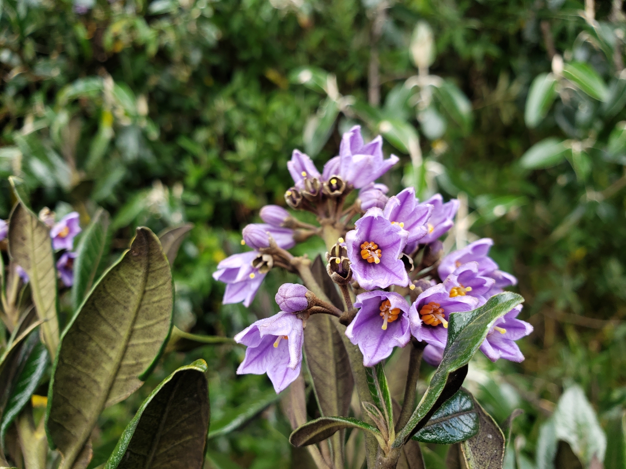 Solanum stenophyllum