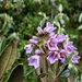 Solanum stenophyllum - Photo (c) Nelson Apolo, alguns direitos reservados (CC BY-NC), uploaded by Nelson Apolo