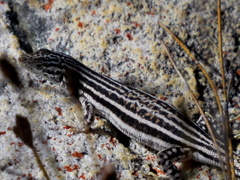 Pedioplanis burchelli