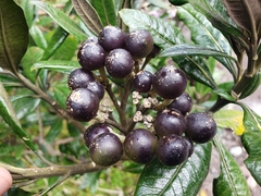 Solanum stenophyllum