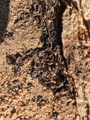 Zephyranthes phycelloides