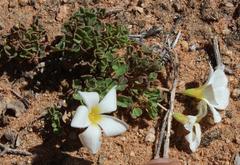 Oxalis annae
