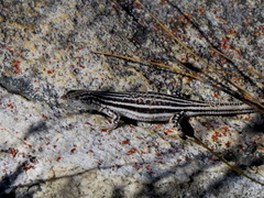 Pedioplanis burchelli