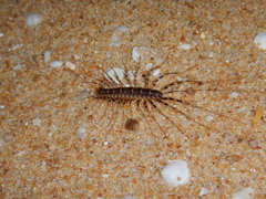 Allothereua maculata