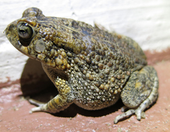 Sclerophrys pusilla