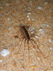 Allothereua maculata