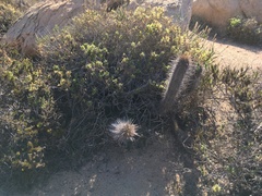Trichocereus