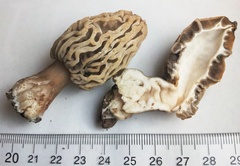Morchella rufobrunnea