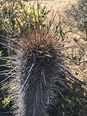 Trichocereus