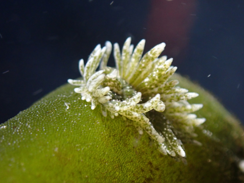Placida sudamericana