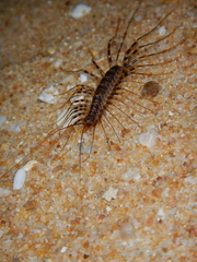 Allothereua maculata