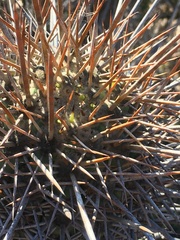 Trichocereus