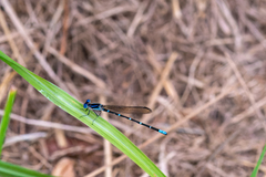 Argia sedula