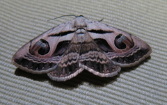Cometaster pyrula