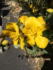 Fremontodendron