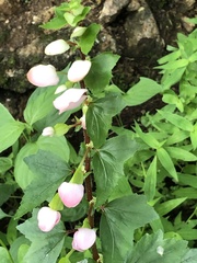 Begonia bulbillifera