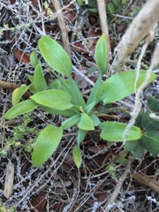 Alstroemeria magnifica