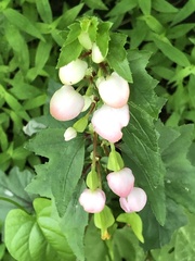 Begonia bulbillifera