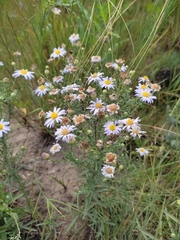 Aster altaicus