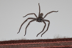 Isopeda canberrana