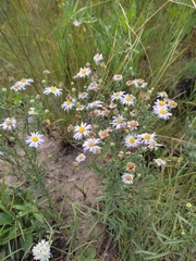 Aster altaicus
