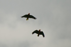 Amazona leucocephala