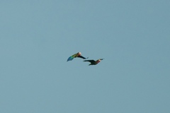 Amazona leucocephala