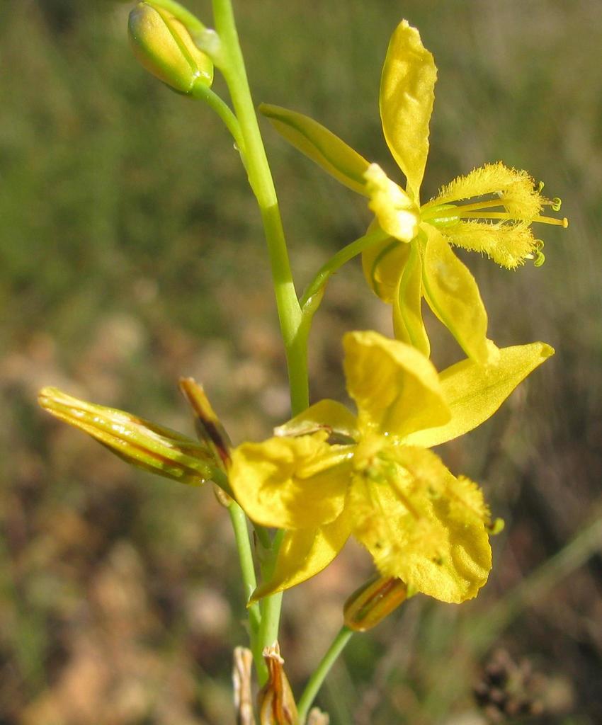 Bulbine foleyi, N1, Worcester