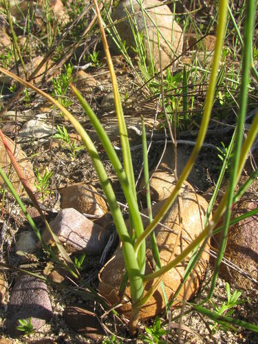 Bulbine foleyi