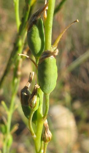 Bulbine foleyi