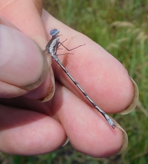 Lestes forcipatus