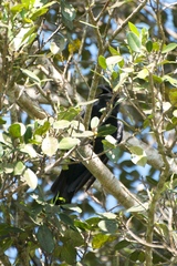 Corvus nasicus