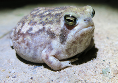 Breviceps adspersus