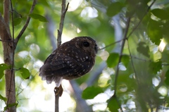 Margarobyas lawrencii