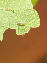 Libytheana carinenta